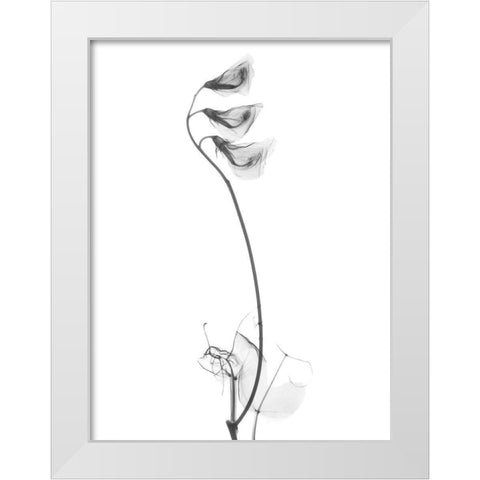 Pea H48 White Modern Wood Framed Art Print by Koetsier, Albert