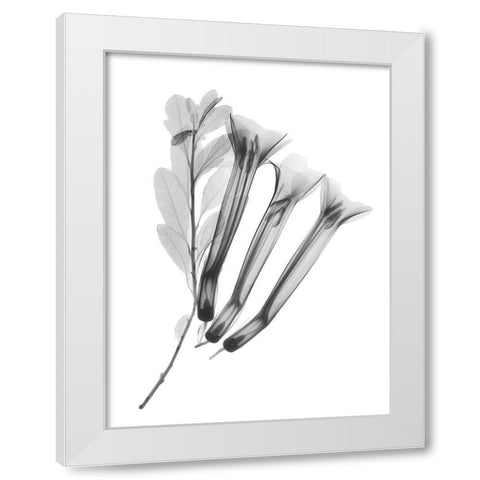 Crane Flower White Modern Wood Framed Art Print by Koetsier, Albert