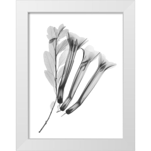 Crane Flower White Modern Wood Framed Art Print by Koetsier, Albert