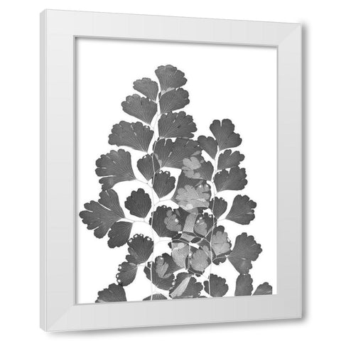 Southern Maidenhair Fern White Modern Wood Framed Art Print by Koetsier, Albert