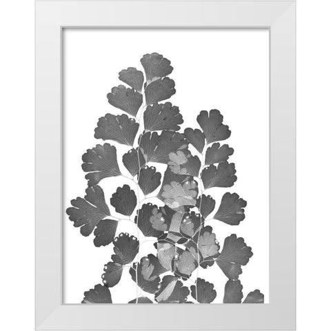 Southern Maidenhair Fern White Modern Wood Framed Art Print by Koetsier, Albert