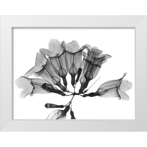 Garlic Vine White Modern Wood Framed Art Print by Koetsier, Albert