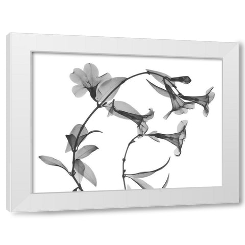 Brazilian Jasmine White Modern Wood Framed Art Print by Koetsier, Albert