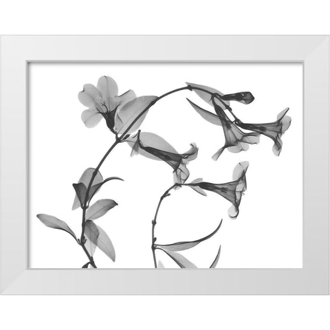 Brazilian Jasmine White Modern Wood Framed Art Print by Koetsier, Albert