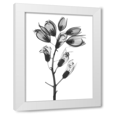 Foxglove White Modern Wood Framed Art Print by Koetsier, Albert