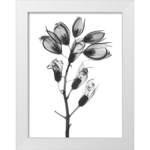 Foxglove White Modern Wood Framed Art Print by Koetsier, Albert