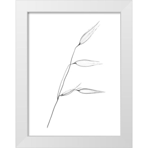 Wheat White Modern Wood Framed Art Print by Koetsier, Albert