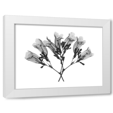 Amethyst Vine White Modern Wood Framed Art Print by Koetsier, Albert