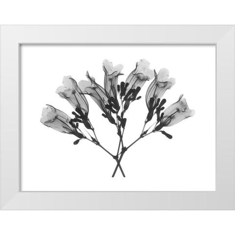 Amethyst Vine White Modern Wood Framed Art Print by Koetsier, Albert