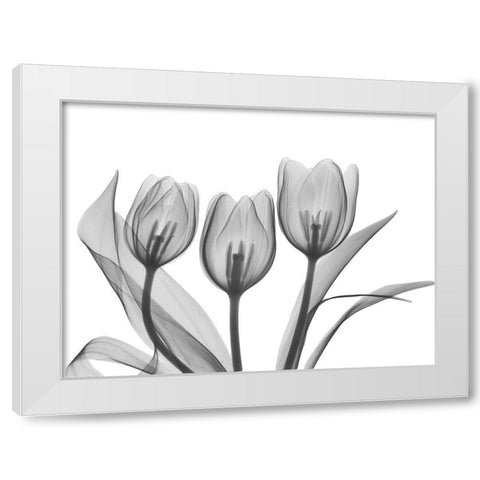 Didiers Tulip White Modern Wood Framed Art Print by Koetsier, Albert