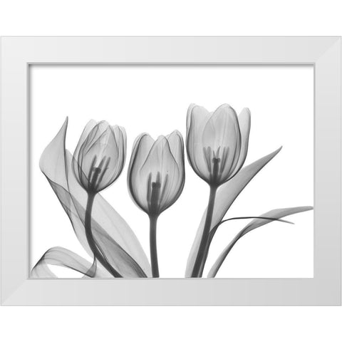 Didiers Tulip White Modern Wood Framed Art Print by Koetsier, Albert