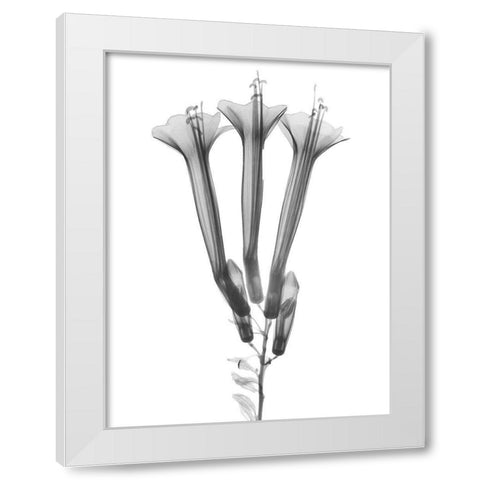 Blooming Trio White Modern Wood Framed Art Print by Koetsier, Albert