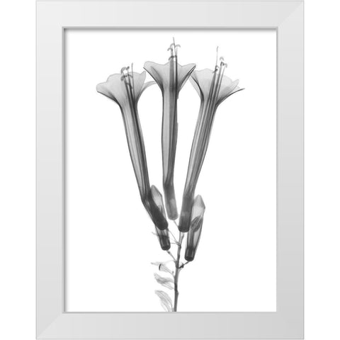 Blooming Trio White Modern Wood Framed Art Print by Koetsier, Albert