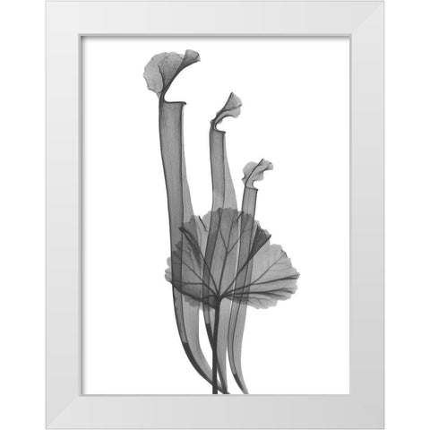 Marching Floral White Modern Wood Framed Art Print by Koetsier, Albert