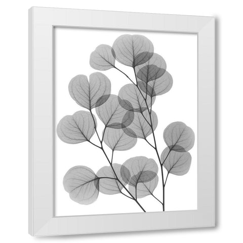 Eucalyptus Bunch White Modern Wood Framed Art Print by Koetsier, Albert