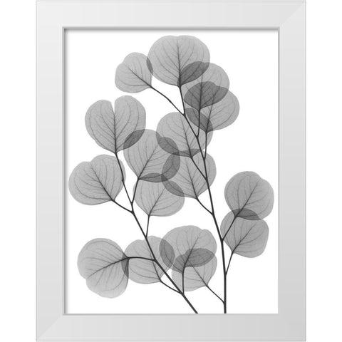 Eucalyptus Bunch White Modern Wood Framed Art Print by Koetsier, Albert