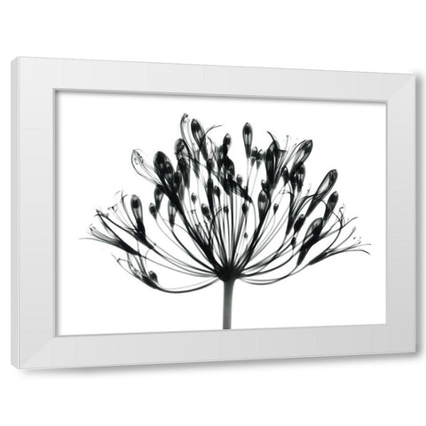 African Lily White Modern Wood Framed Art Print by Koetsier, Albert