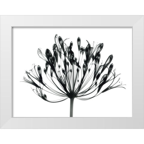 African Lily White Modern Wood Framed Art Print by Koetsier, Albert