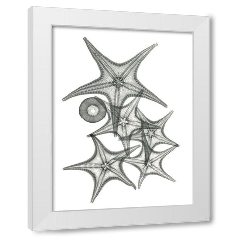 Starfish Bunch F149 White Modern Wood Framed Art Print by Koetsier, Albert