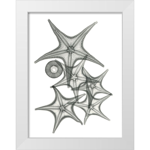 Starfish Bunch F149 White Modern Wood Framed Art Print by Koetsier, Albert