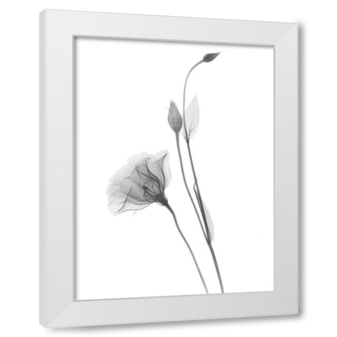 Gentian White Modern Wood Framed Art Print by Koetsier, Albert