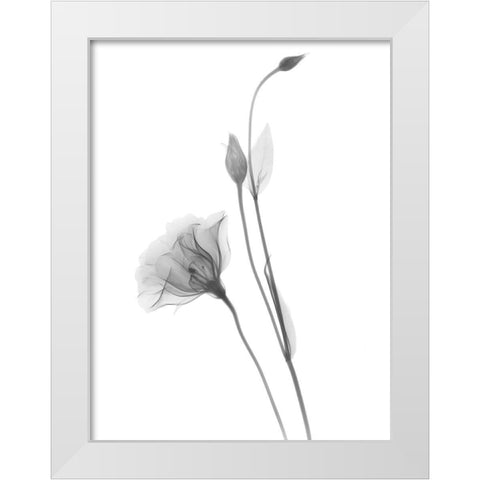 Gentian White Modern Wood Framed Art Print by Koetsier, Albert