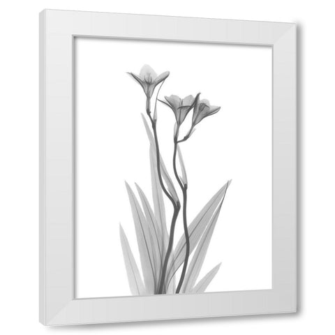 Freesia White Modern Wood Framed Art Print by Koetsier, Albert