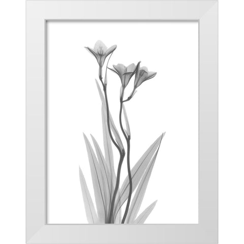 Freesia White Modern Wood Framed Art Print by Koetsier, Albert