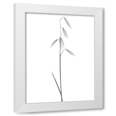 Low Hanging Thoughts White Modern Wood Framed Art Print by Koetsier, Albert