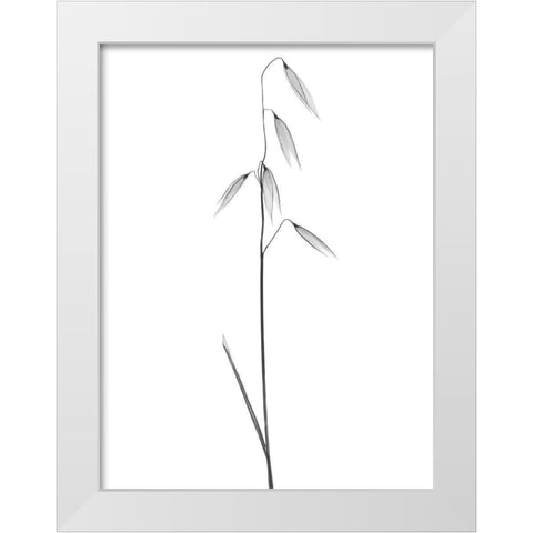 Low Hanging Thoughts White Modern Wood Framed Art Print by Koetsier, Albert