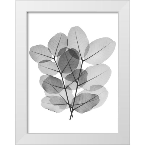 Leafy Bunch White Modern Wood Framed Art Print by Koetsier, Albert