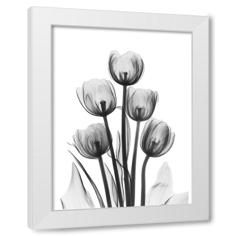 Tulips White Modern Wood Framed Art Print by Koetsier, Albert