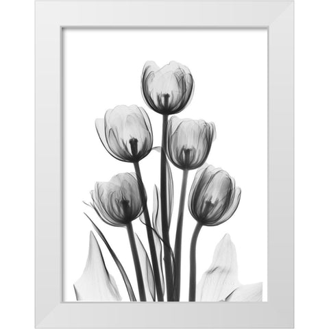 Tulips White Modern Wood Framed Art Print by Koetsier, Albert