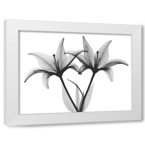 Starburst Lily White Modern Wood Framed Art Print by Koetsier, Albert