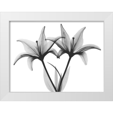 Starburst Lily White Modern Wood Framed Art Print by Koetsier, Albert