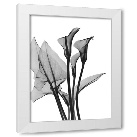 Calla Lilly Trio White Modern Wood Framed Art Print by Koetsier, Albert