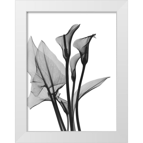 Calla Lilly Trio White Modern Wood Framed Art Print by Koetsier, Albert