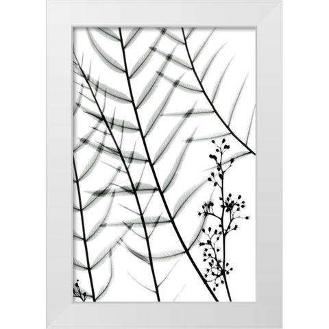 California Pepper Tree White Modern Wood Framed Art Print by Koetsier, Albert