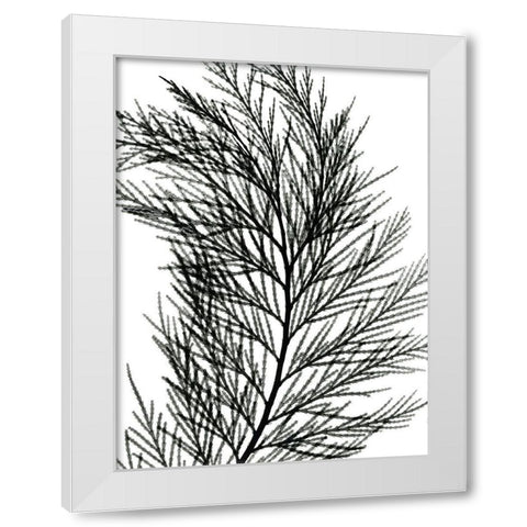 Incense Cedar White Modern Wood Framed Art Print by Koetsier, Albert