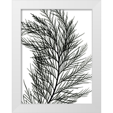 Incense Cedar White Modern Wood Framed Art Print by Koetsier, Albert