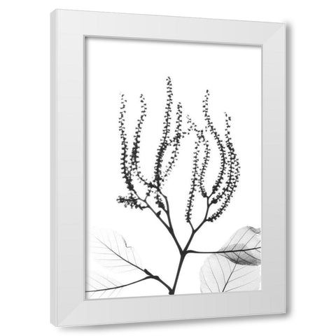 Reaching Branches White Modern Wood Framed Art Print by Koetsier, Albert