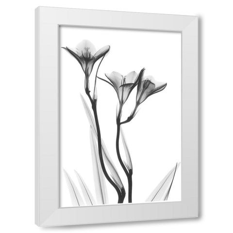 Embracing Tulips White Modern Wood Framed Art Print by Koetsier, Albert