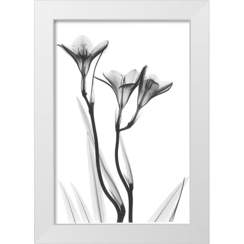 Embracing Tulips White Modern Wood Framed Art Print by Koetsier, Albert