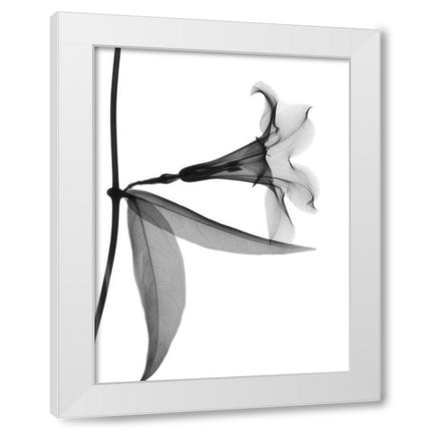 Side Hanging Tulip White Modern Wood Framed Art Print by Koetsier, Albert