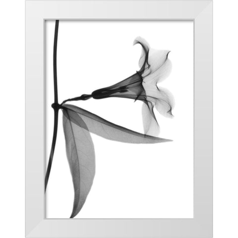 Side Hanging Tulip White Modern Wood Framed Art Print by Koetsier, Albert