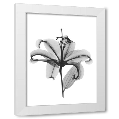 Opening Beauty White Modern Wood Framed Art Print by Koetsier, Albert