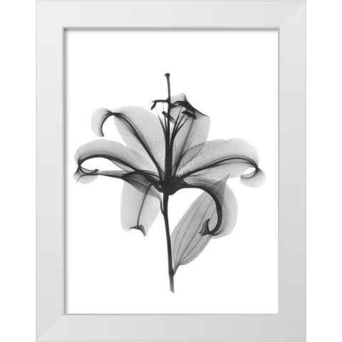 Opening Beauty White Modern Wood Framed Art Print by Koetsier, Albert