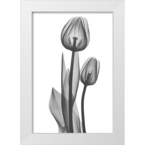 Coupled Friends White Modern Wood Framed Art Print by Koetsier, Albert