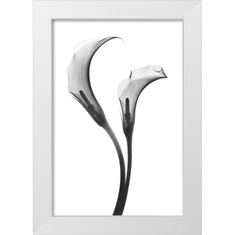 Growing Apart White Modern Wood Framed Art Print by Koetsier, Albert