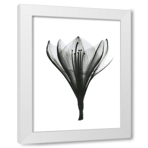 Blooming Nature White Modern Wood Framed Art Print by Koetsier, Albert